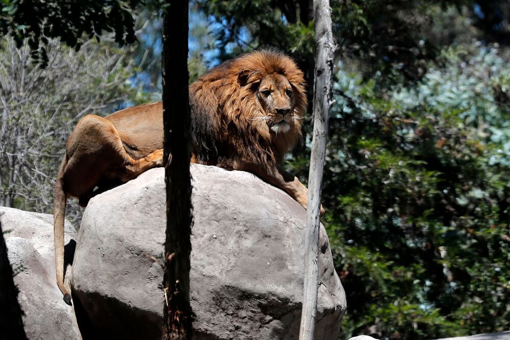 A lion named Maseru is seen before receiving an experimental dose of a vaccine against Covid. (AFP) A lion named Maseru is seen before receiving an experimental dose of a vaccine against Covid. (AFP)