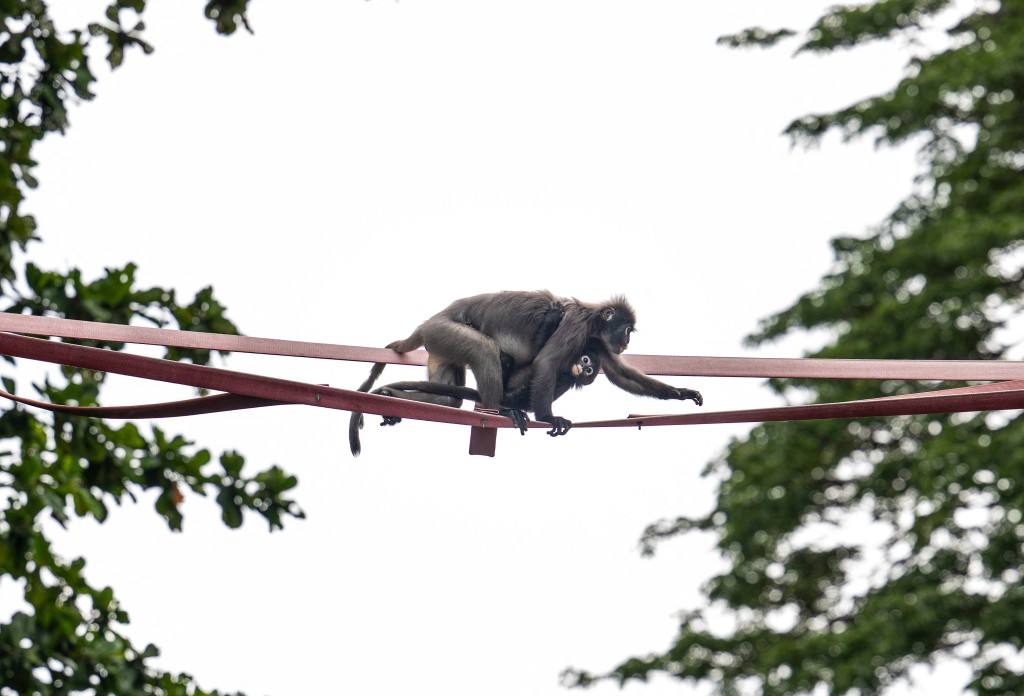 Photo by MOHD RASFAN / AFP  This picture taken on April 9, 2026 shows two dusky langurs called "Julie" (top) and "Bulat" (bottom), named by the Langur Project Penang (LPP), crossing an artificial canopy bridge called 'Numi's Crossing' across Lembah Permai Road in the Tanjung Bungah area of George Town on Malaysia's Penang Island.