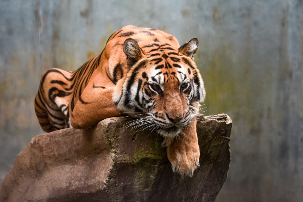 Photo by TIMUR MATAHARI / AFP  Jelita, a Bengal tiger, is seen in her enclosure at Bandung Zoo in Bandung, West Java, on March 26, 2026.