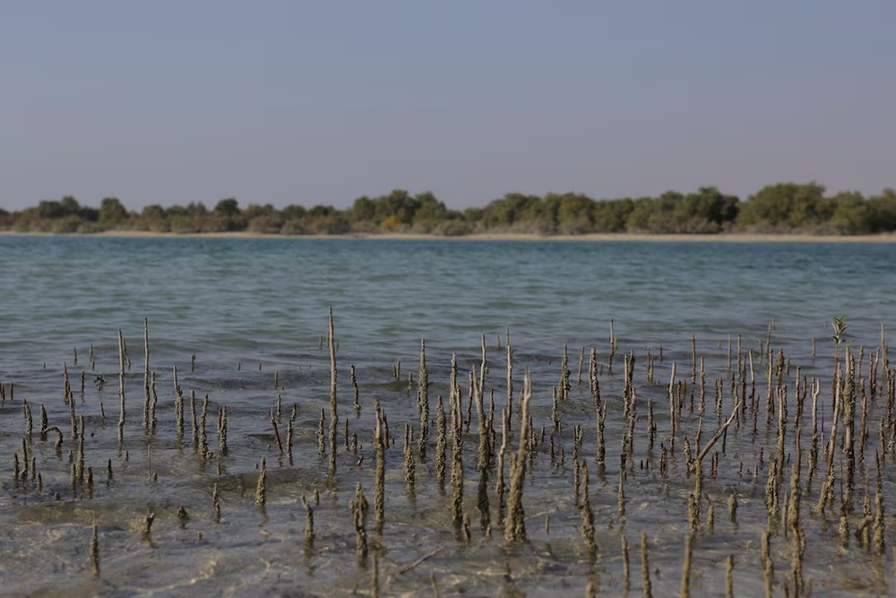 A general view of mangroves in Abu Dhabi, United Arab Emirates, October 10, 2023. REUTERS/Amr Alfiky/File Photo A general view of mangroves in Abu Dhabi, United Arab Emirates, October 10, 2023. REUTERS/Amr Alfiky/File Photo