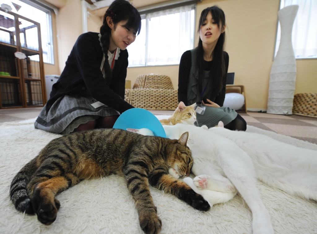 Photo by TORU YAMANAKA / AFP Japanese youths look at cats at a 'cat cafe' in Tokyo on February 23, 2012.