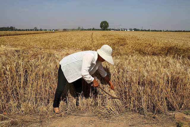 A farmer harvests wheat crop in Wei county of Handan, Hebei province, China June 11, 2021. Picture taken June 11, 2021. REUTERS/Tingshu Wang