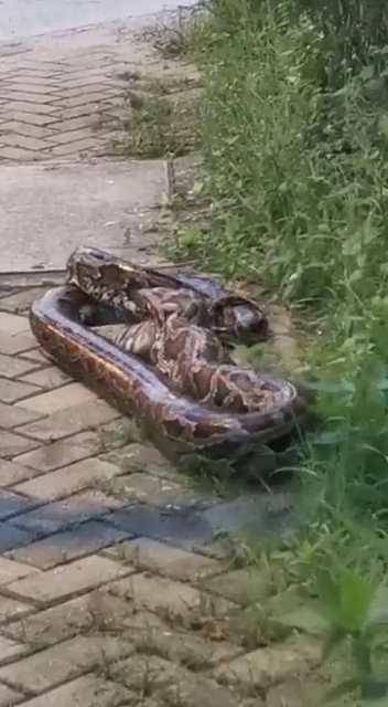 Photo on the internet. 