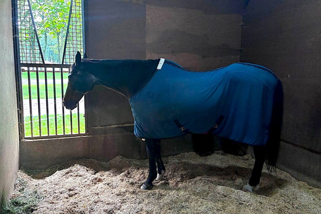 WIND IN HER HAIR / Northern Horse Park // 2026 /// Photo by Idol Horse WIND IN HER HAIR / Northern Horse Park // 2026 /// Photo by Idol Horse