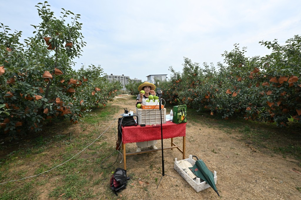 A participant of a "hands-on livestreaming bootcamp" for farmers conducting a sales presentation at an apple orchard in Penglai, Yantai city, China's eastern Shandong province. (AFP)