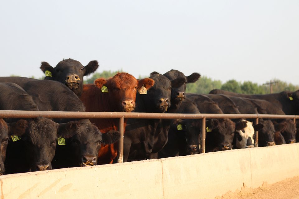 Cattle look on from a pen at Five Rivers Cattle Feeding, in Ulysses, Kansas, U.S. (Reuters) Cattle look on from a pen at Five Rivers Cattle Feeding, in Ulysses, Kansas, U.S. (Reuters)