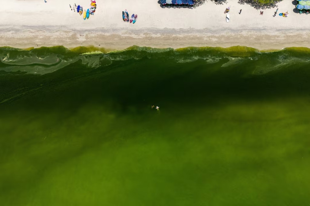  A drone view shows tourists swimming in green seawater associated with a plankton bloom, in Koh Lan, Pattaya, Chonburi province, Thailand, October 1, 2026. REUTERS/Athit Perawongmetha
