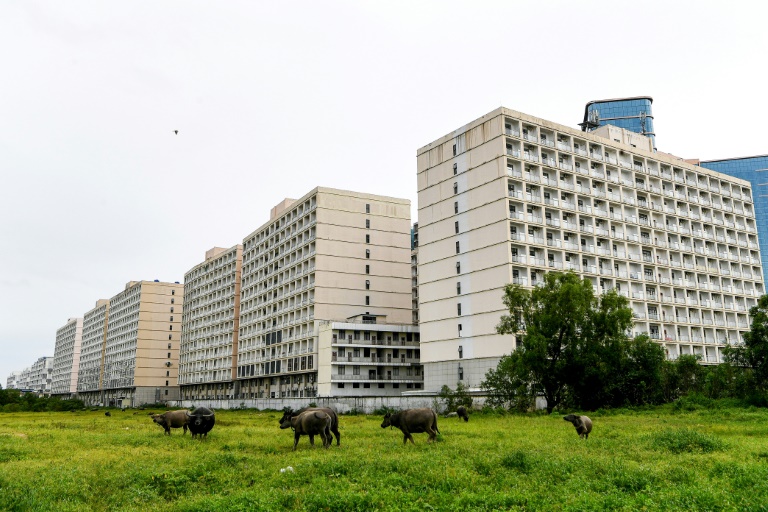 Buffalos walk in a field in front of the empty buildings of in the Chinatown district in Sihanoukville. (AFP)