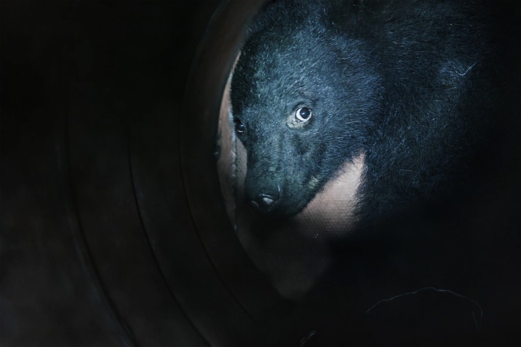 Photo by HARUMI OZAWA / AFP  This frame grab from an AFP TV video shows a small female black bear being illuminated by a flashlight while caught in a bear trap as scientists collect blood and fur samples in Ina, Nagano Prefecture, on July 14, 2026, before releasing the animal back into the wild.