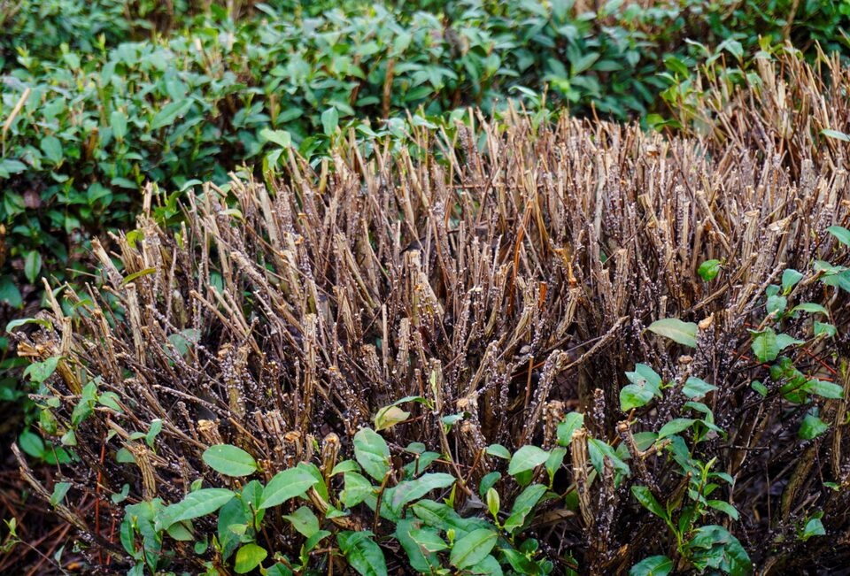 A tea bush grows after the harvesting season, at a tea plantation in Uji, Kyoto prefecture, Japan June 10, 2025. REUTERS/Michele Pek/File photo