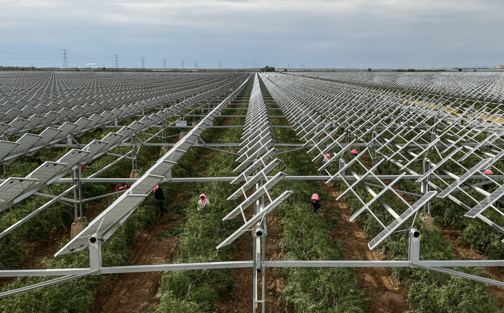 Employees collect goji berries next to solar panels at Ningxia Baofeng's agri-solar installation outside Yinchuan, Ningxia Hui Autonomous Region, China, September 16, 2025. REUTERS/Lewis Jackson