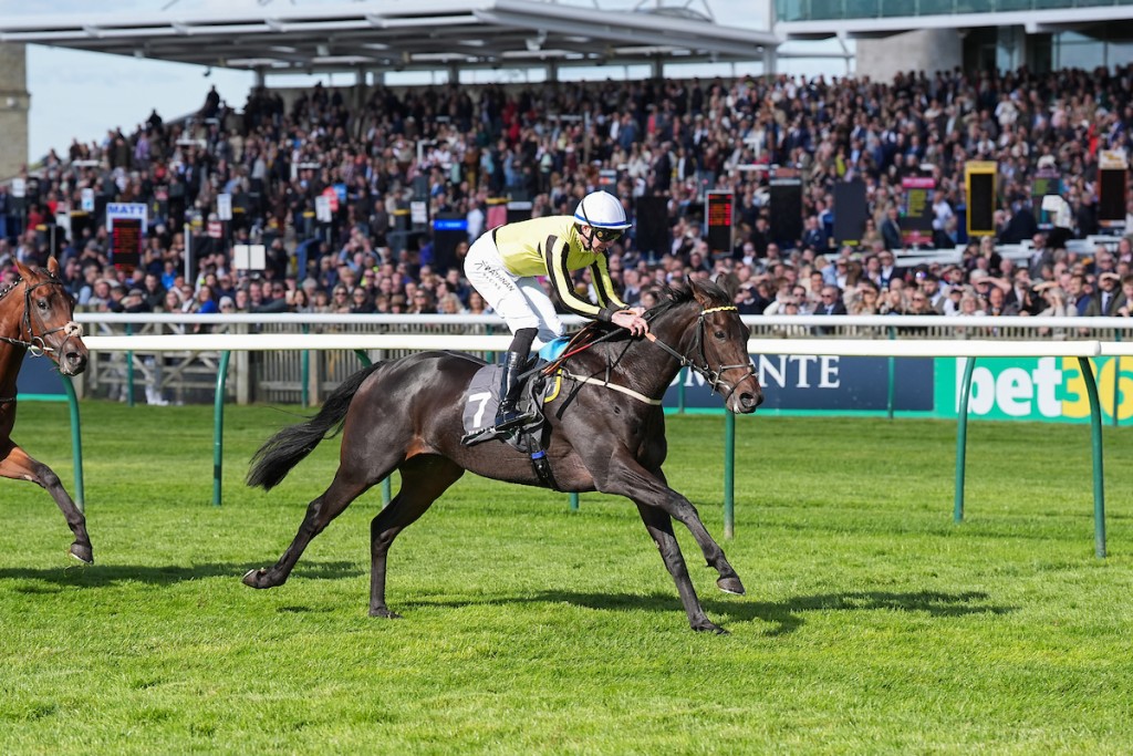 Wimbledon Hawkeye (Photo courtesy of Newmarket Racecourse/Kentucky Derby)