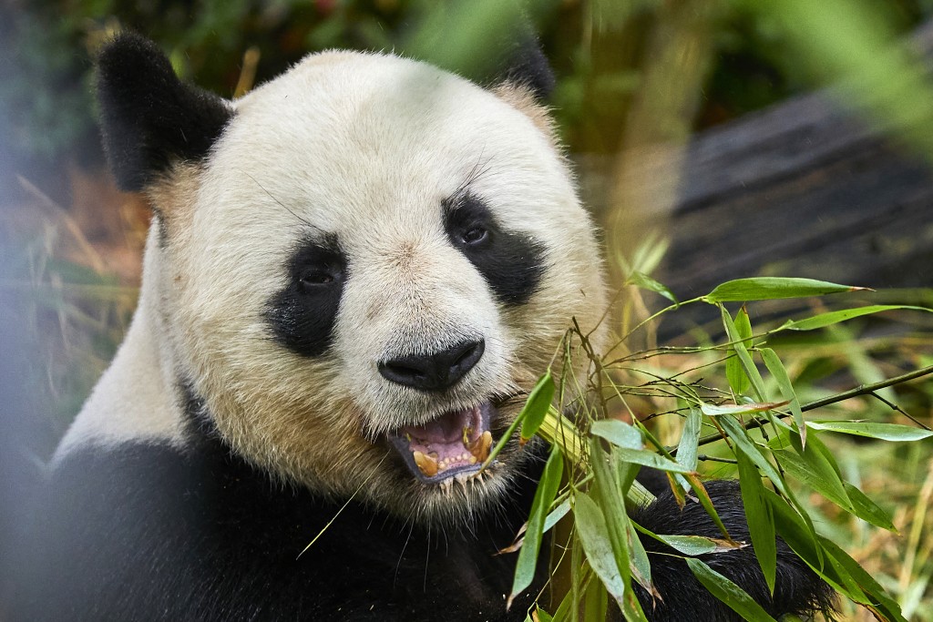 Photo by GUILLAUME SOUVANT / AFP  Male Panda Yuan Zi is lying in his internal enclosure before his last public snack at The Beauval Zoo in Saint-Aignan-sur-Cher, central France on November 23, 2025.