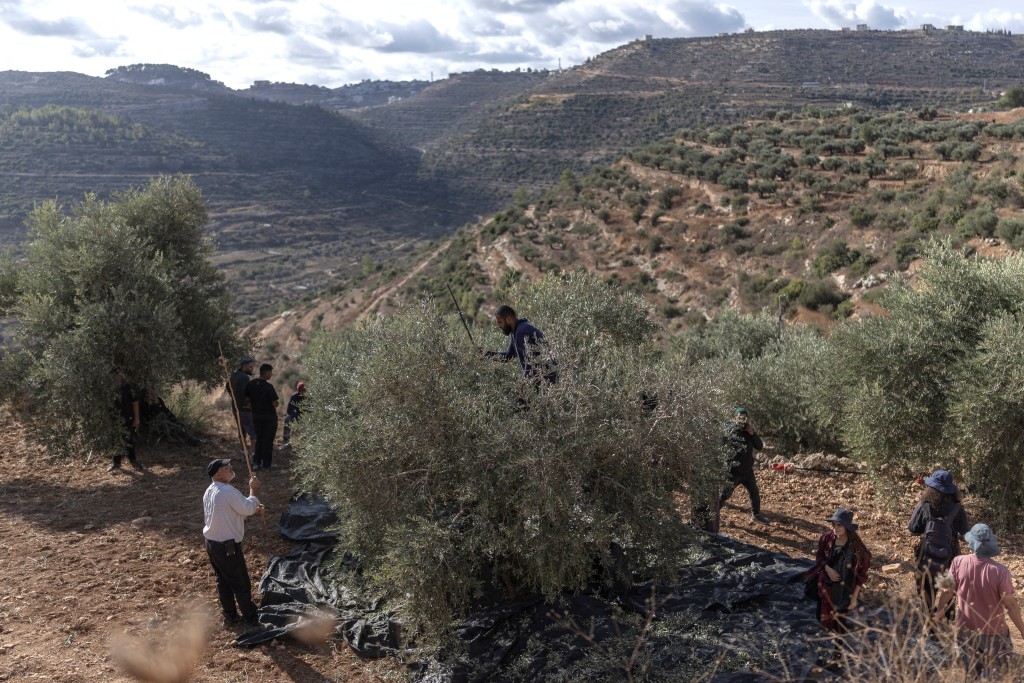 Palestinians harvest their olive trees in the Israeli-occupied West Bank village of Deir Abu Mashal on October 19, 2026.