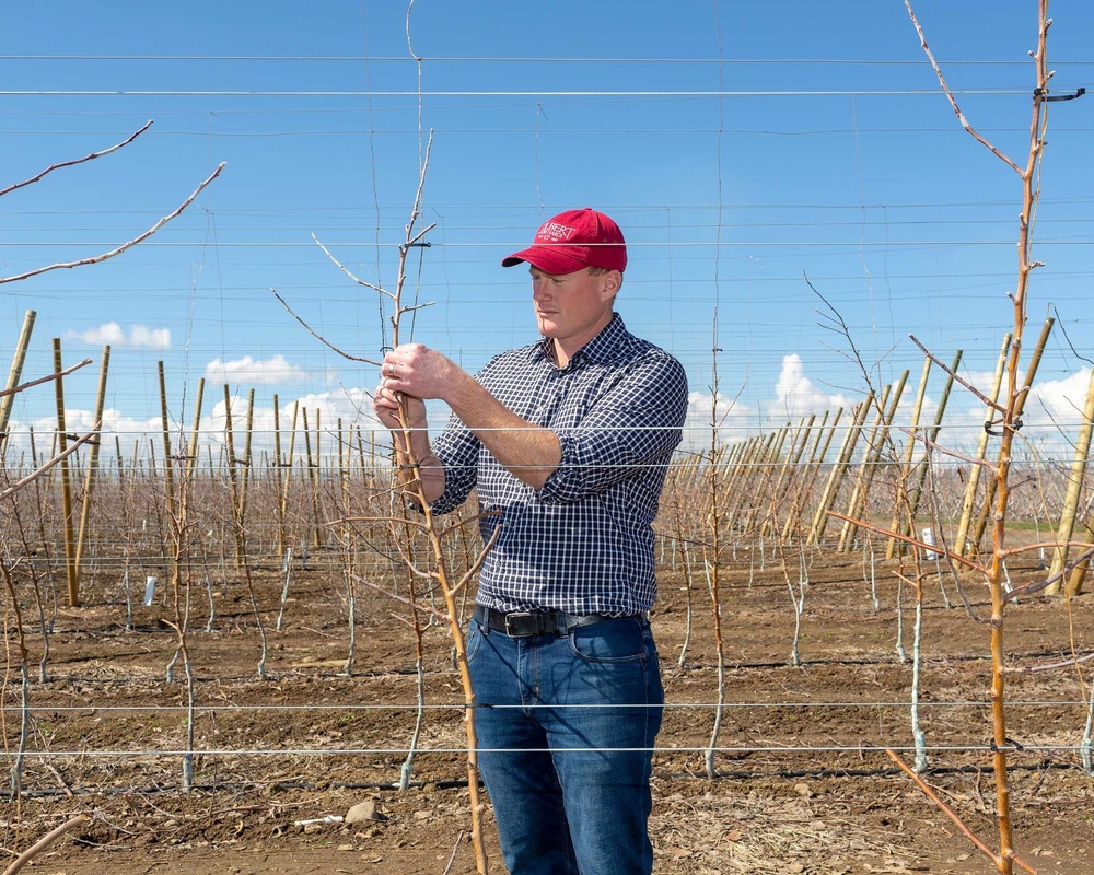 Sean Gilbert inspects a Cosmic Crisp tree on his orchard in Yakima, Wash.Photographer: Jenny Riffle for Bloomberg Businessweek Sean Gilbert inspects a Cosmic Crisp tree on his orchard in Yakima, Wash.Photographer: Jenny Riffle for Bloomberg Businessweek
