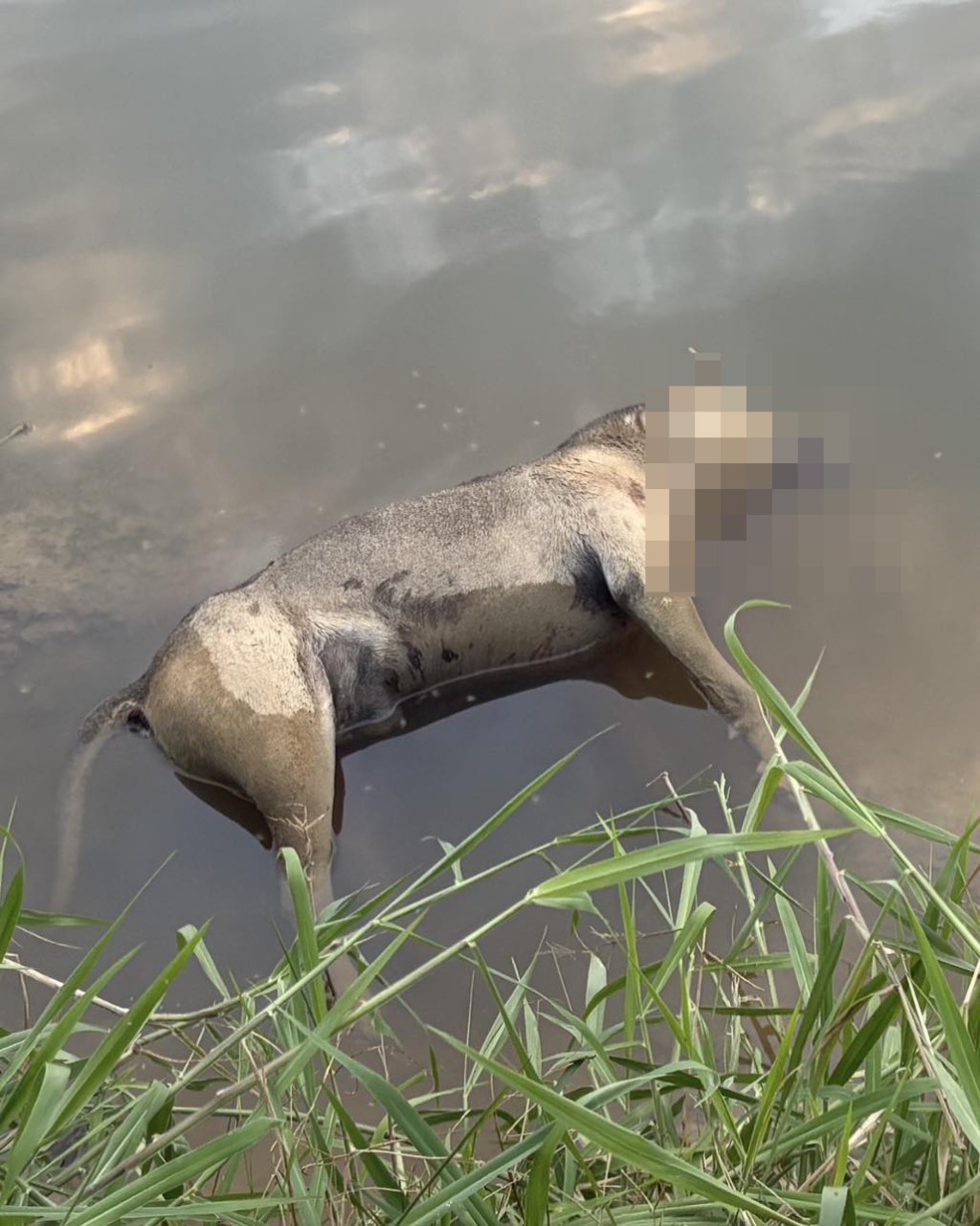 Photo: FB/Sai Kung Stray Friends Foundation