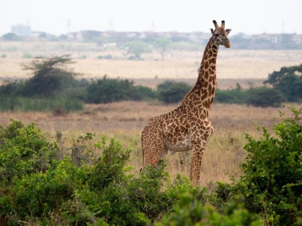 A giraffe is seen at the Nairobi National Park in Nairobi, Kenya. © AFP/Saul Loeb A giraffe is seen at the Nairobi National Park in Nairobi, Kenya. © AFP/Saul Loeb