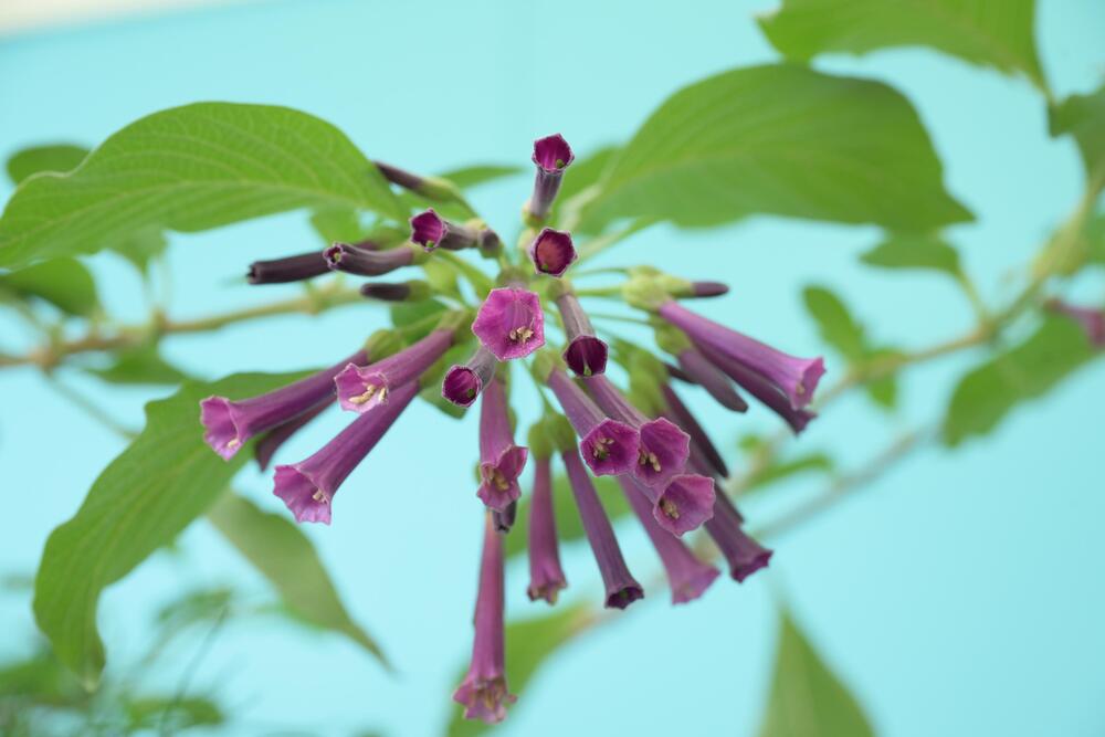 Another highlight is the special plant exhibits displaying rare flowering plants. Photo shows purple bells.