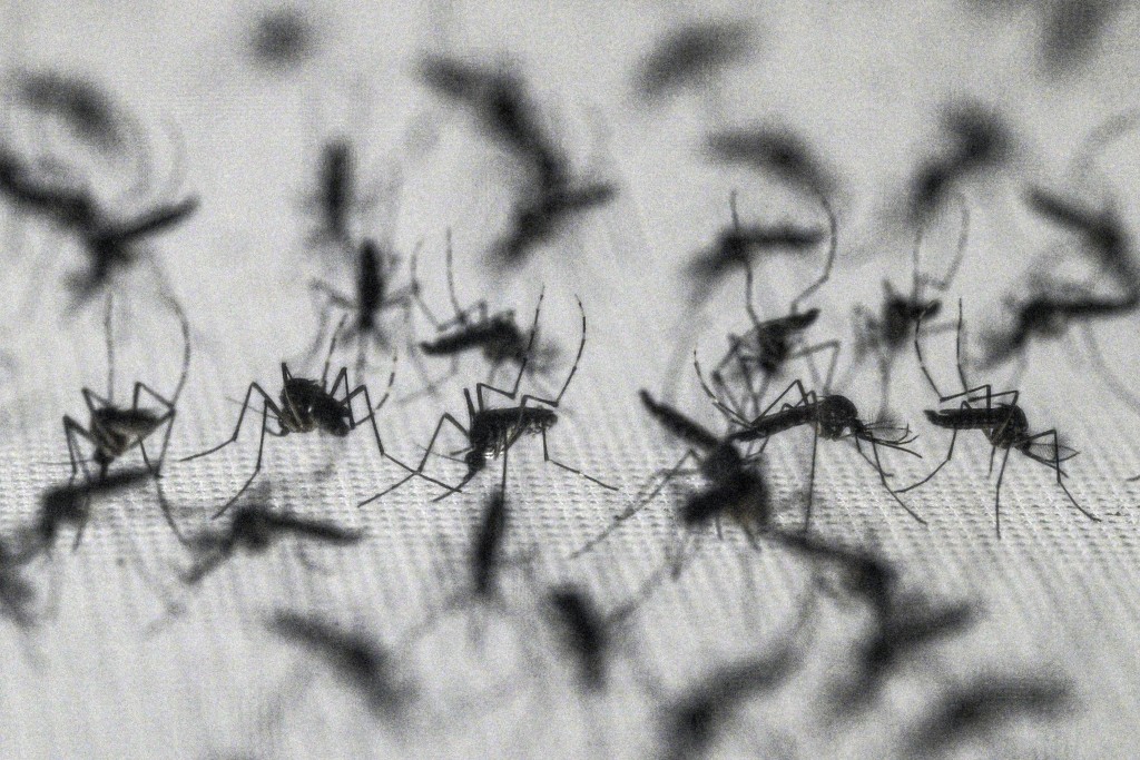 Photo by NELSON ALMEIDA / AFP  Aedes aegypti mosquitos are kept in cages for reserachers to collect their eggs, at a laboratory of biotech company Wolbito do Brasil, in Curitiba, Parana state, Brazil on March 19, 2026.