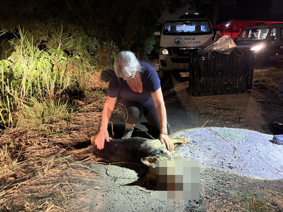 Photo: FB/Sai Kung Stray Friends Foundation