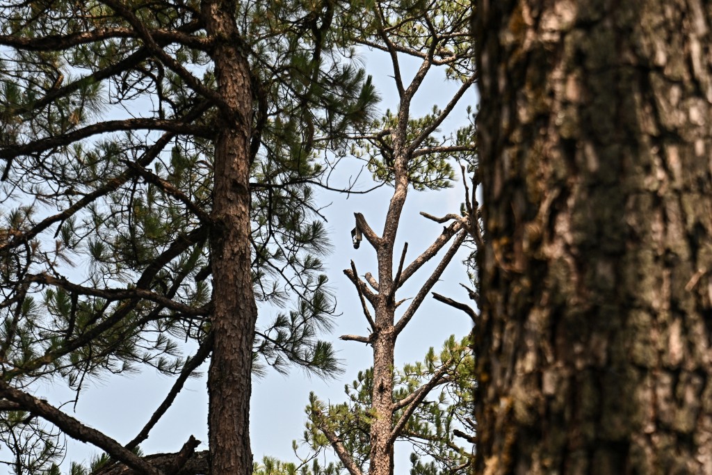 Photo by LILLIAN SUWANRUMPHA / AFP  This photo taken on March 16, 2026 shows a CCTV camera (C) installed to monitor fires in the Doi Suthep-Pui National Park area of Chiang Mai.
