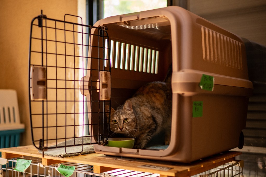 Photo by PHILIP FONG / AFP  This picture taken on March 5, 2026 shows a cat eating inside a pet carrier at the animal shelter run by former nuclear plant worker Toru Akama in Namie, Fukushima prefecture.