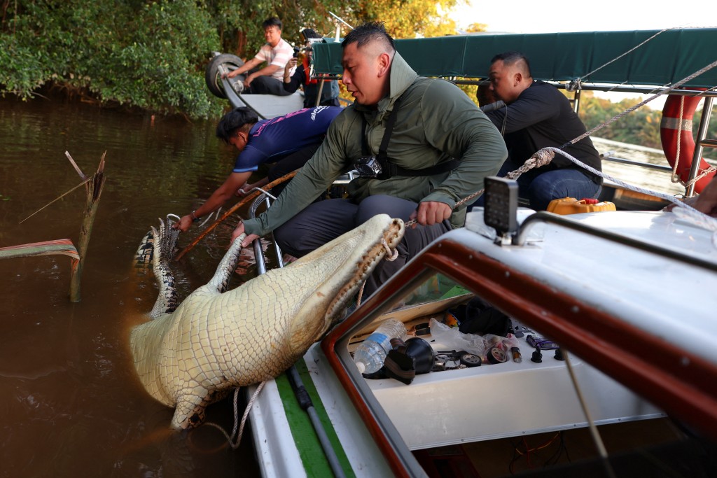 A crocodile is dragged into a boat after biting the bait during a hunting operation on the Kemena River in Bintulu, Sarawak, Malaysia (Reuters)