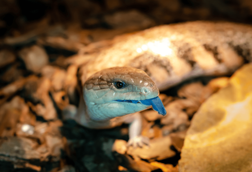 blue-tongued skink