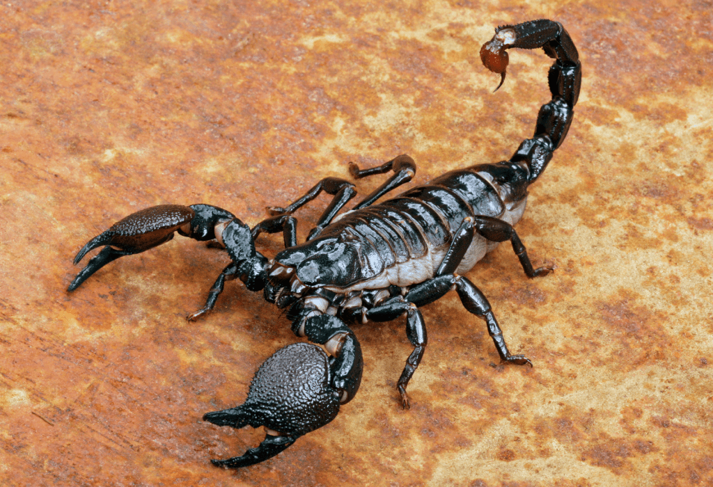 emperor scorpion
