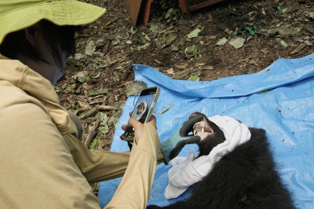 Photo by HARUMI OZAWA / AFP  This frame grab from an AFP TV video shows a small female black bear tranquillized on the ground as wild bear experts Akiko Takii (R) and Shinshu University professor Shigeyuki Izumiyama (unseen) collect blood and fur samples for academic research in Ina, Nagano Prefecture, on July 14, 2026, before the researchers weigh and measure the bear, believed to be about 18 months old, before releasing it back into the wild.