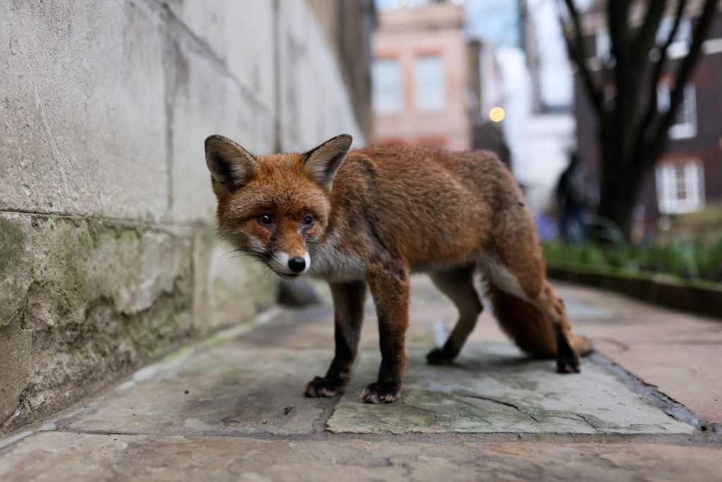 A fox wanders through the streets in the City of London, Britain, February 27, 2026. REUTERS/Jack Taylor