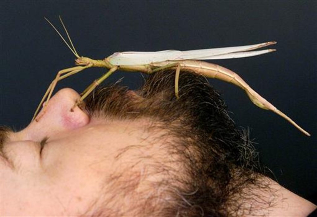 Martyn Robinson, Naturalist Education Officer at the Australian Museum, lets his native Australian green stick insect (Podocanthus Children), better known as the "children's insect", go for its daily walk up his face in Sydney February 18, 1999. REUTERS/David Gray