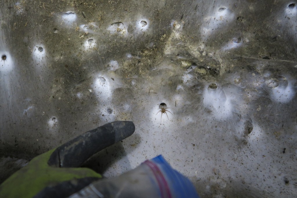 Photo by JEAN-FRANCOIS FLOT / UNIVERSITE LIBRE DE BRUXELLES / AFP  A handout photo taken on June 30, 2024 shows a part of the world's largest spiderweb discovered inside a cave at the Greece-Albania border.