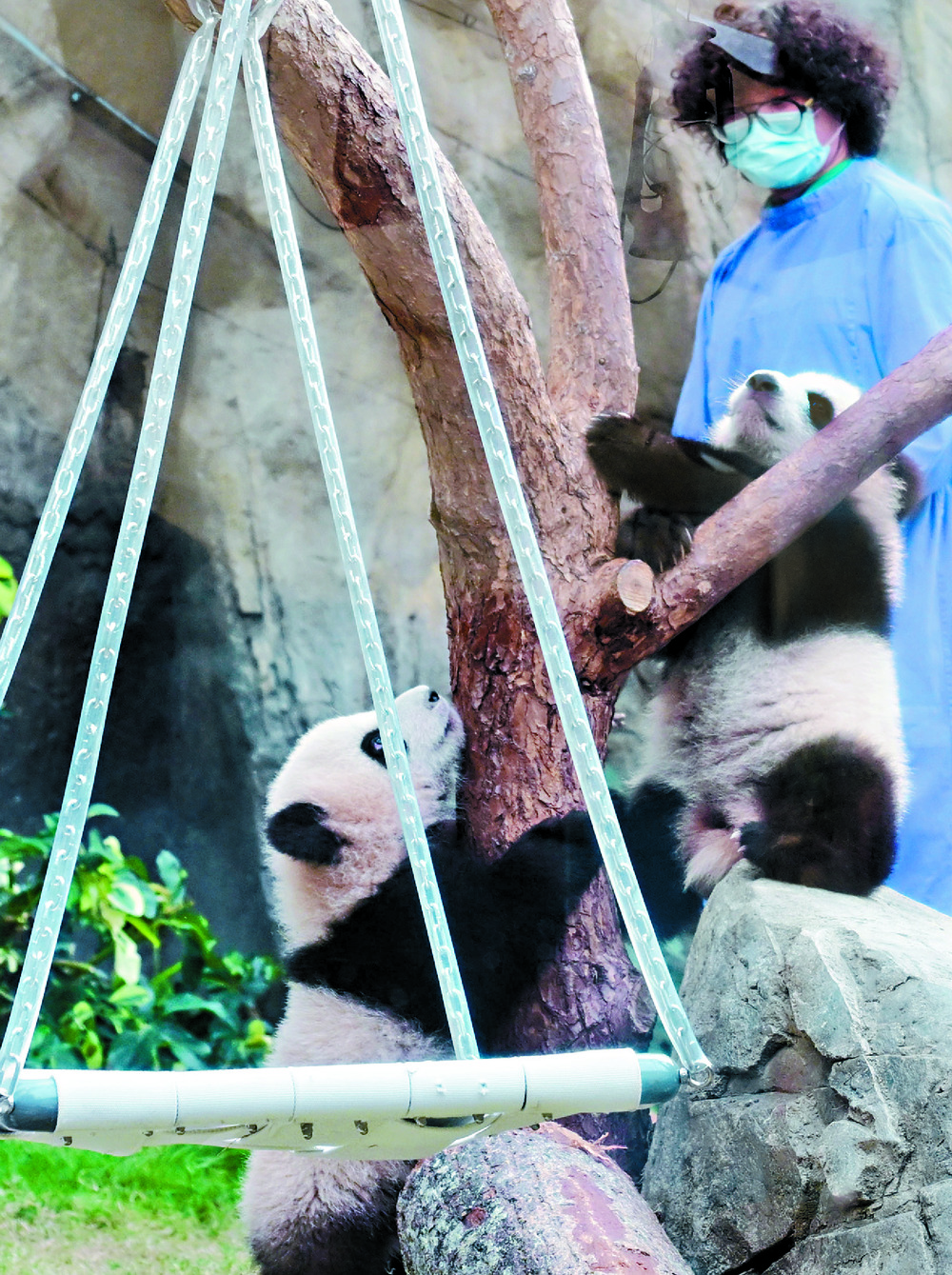 A caretaker keeps an eye on the cubs as panda fans show their loot. SING TAO A caretaker keeps an eye on the cubs as panda fans show their loot. SING TAO