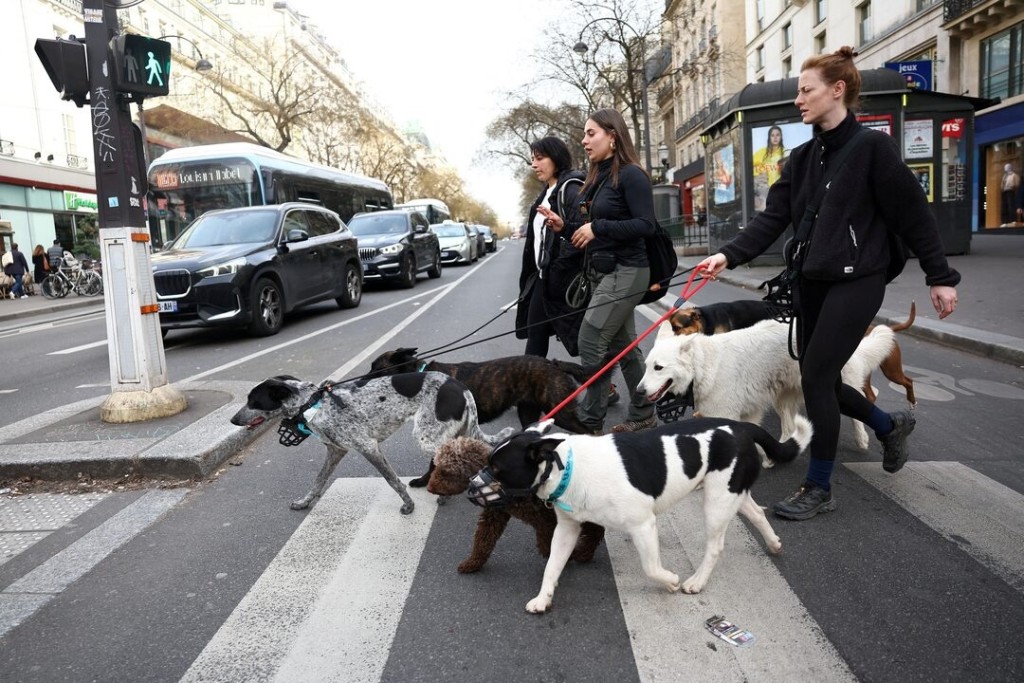  People walk dogs on a pedestrian crossing in Paris, France, March 6, 2026. REUTERS/Abdul Saboor/File Photo 