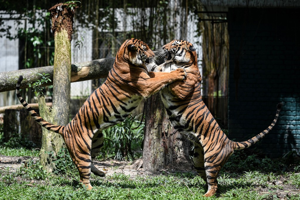 Photo by MOHD RASFAN / AFP  Two Malayan tigers fight at the National Zoo in Kuala Lumpur on November 21, 2017.