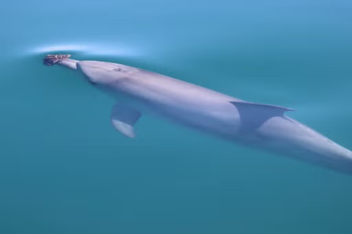 In this photo provided by the Shark Bay Dolphin Research Project, a bottlenose dolphin wearing a marine sponge on its nose to forage swims in Shark Bay, Australia, 2023. (Meredith MacQueeney/Shark Bay Dolphin Research Project via AP)