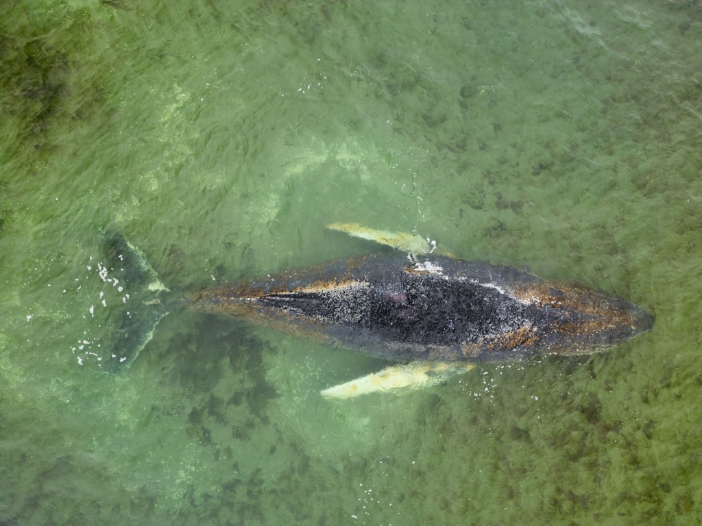 This aerial handout photo taken and released on March 28, 2026 by non-governmental environmental organisation Greenpeace Germany shows a humpback whale stranded off the coast of Wismar, northern Germany. (AFP)