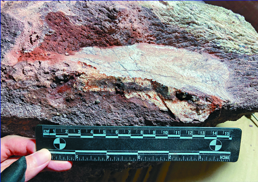 The fossils unearthed on Port Island could be those from either an Ornithischian, upper right, or a Sauropoda. SING TAO