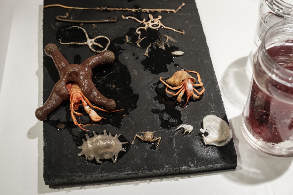 Photo by YASUYOSHI CHIBA / AFP. This photo taken on January 11, 2026 shows unidentified deep-sea specimens brought up by a submersible to the OceanXplorer, a research vessel operated by the marine non-profit OceanX, in the waters off Sulawesi island.