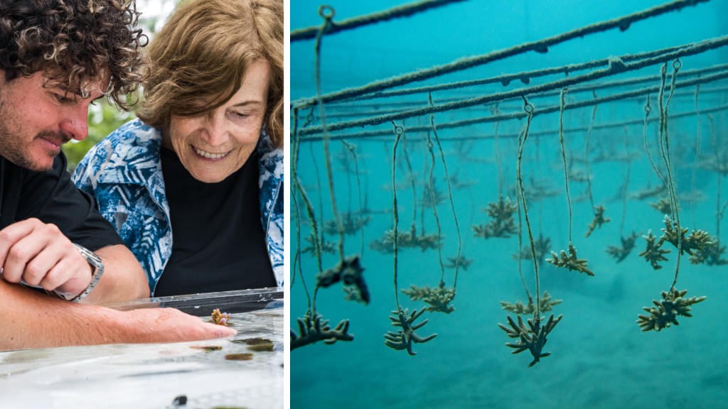 (Left) Titouan Bernicot is pictured showing Sylvia Earle what he and the team have created. (Right) Coral hanging in the underwater nursery in Thailand.