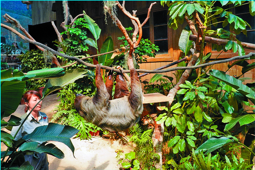The southern two-toed sloths enjoy life in their new habitat. SING TAO The southern two-toed sloths enjoy life in their new habitat. SING TAO