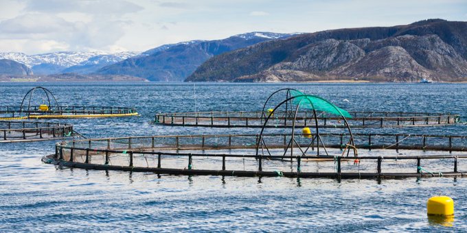 A salmon farm in Norway. A salmon farm in Norway.