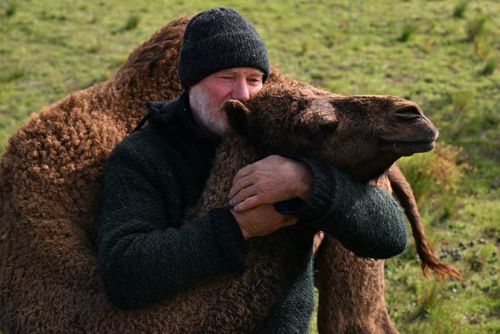 Photo by WILLIAM WEST / AFP A photo taken on July 3, 2026 shows Warwick Hill, owner of the Humpalicious farm, hugging one of his camels during feeding time on the outskirts of the South Australian town of Robe.