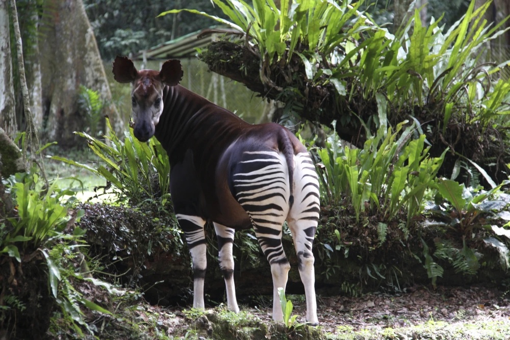 In this undated photo, an okapi stands in a protected area as part of a captive breeding program in the Okapi Wildlife Reserve in Congo. (Okapi Conservation Project via AP)