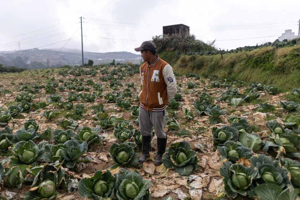 Arnold Capin, 27, looks over a field of cabbages he chose not to harvest, saying he would rather let them rot than sell at a loss as fuel costs for delivery rise, in Atok, Benguet, Philippines, March 30, 2026. REUTERS/Eloisa Lopez