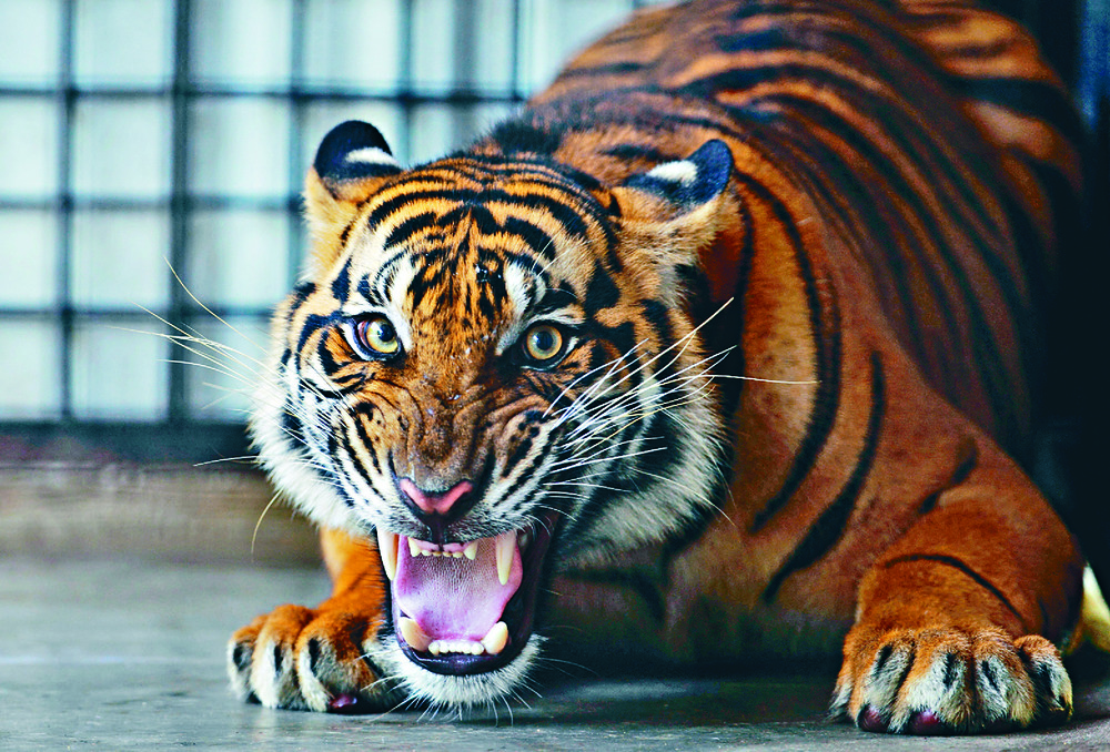 Only Sumatran tigers remain in the archipelago nation . REUTERS Only Sumatran tigers remain in the archipelago nation . REUTERS