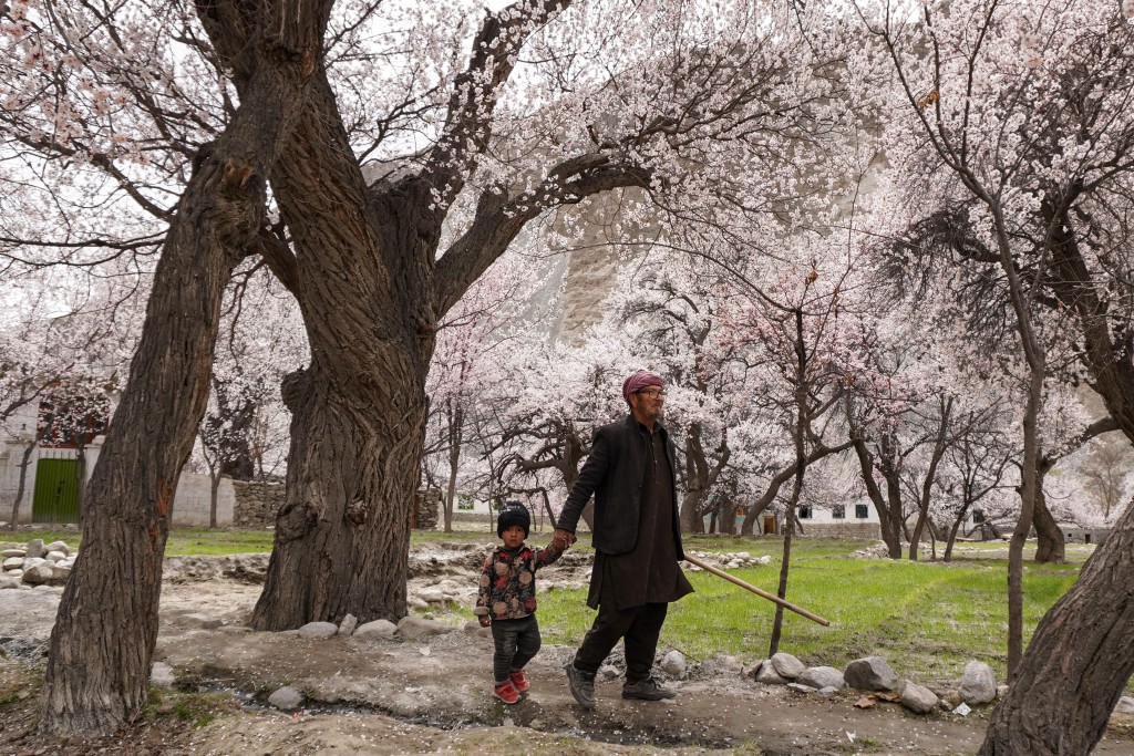 A man with a child walks past apricot blossom trees at Ghanche district in Gilgit-Baltistan region on March 30, 2026. (Photo by Manzoor BALTI / AFP)