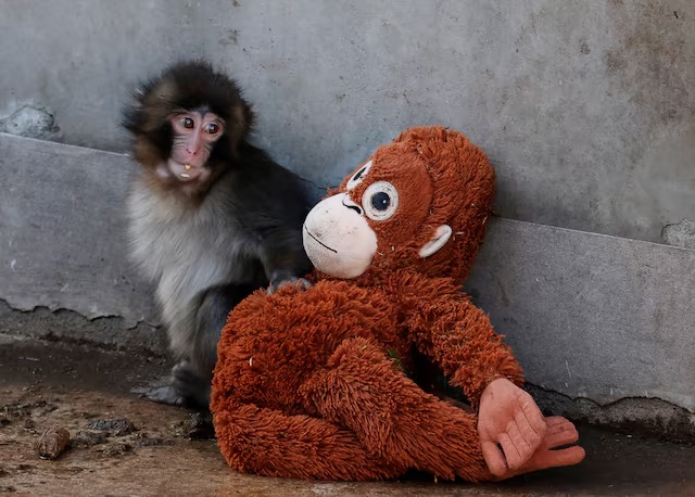 A baby Japanese macaque named Punch sits next to a stuffed orangutan at Ichikawa City Zoo, in Ichikawa, Chiba Prefecture, Japan, February 19, 2026. REUTERS/Kim Kyung-Hoon