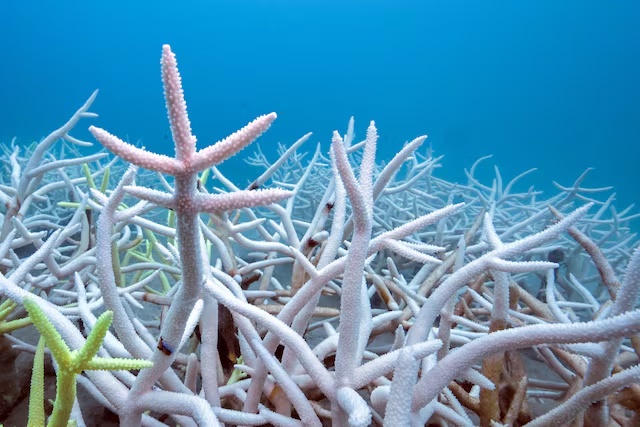 Bleached corals are seen at a reef in Koh Mak, Trat province, Thailand, May 8, 2024. REUTERS/Napat Wesshasartar